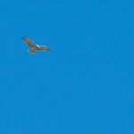 Biancone in posizione di spirito santo